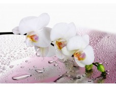 Столешница Лотос 70, венге/орхидеи